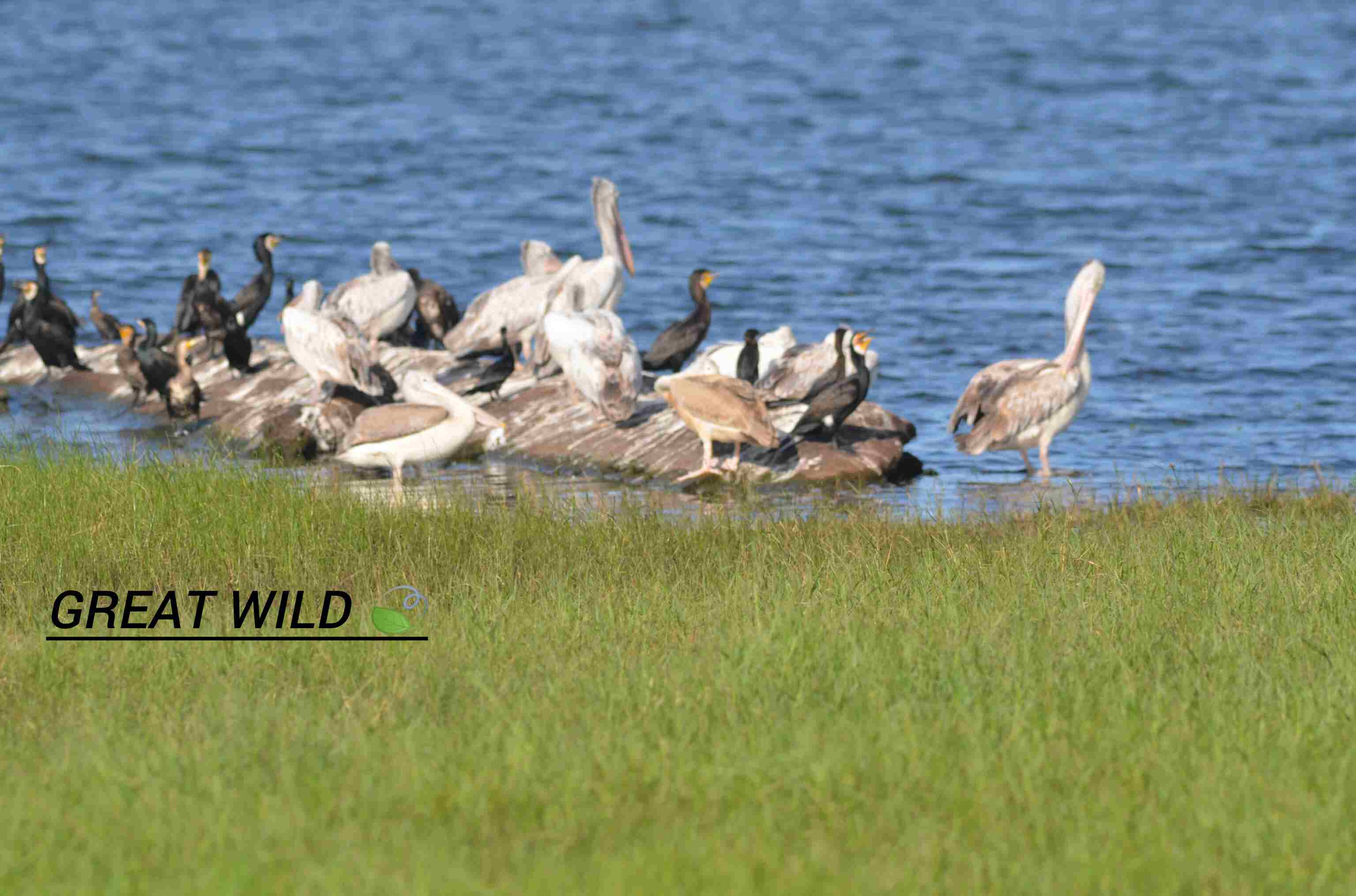 Birds in the wild